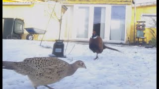 Winter Life of Common Pheasants – Snowy Day in the Garden! 🦚❄️