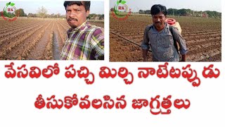 వేసవిలో పచ్చి మిర్చి సాగులో నాటేటప్పుడు ముఖ్యంగా తీసుకోవలసిన జాగ్రత్తలు