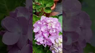 Hydrangea | ഹൈഡ്രാഞ്ചിയ #floweringplant #status #whatsappstatus #shorts #kerala #story #natural