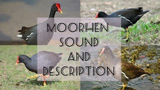 moorhen/karab bird sound and definition