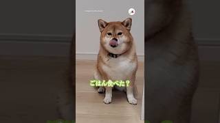 ドヤ顔で報告に来た柴犬さん｜PECO #柴犬 #赤柴 #茶柴 #柴犬のいる暮らし #shiba #shibainu #shibainulife #shibainulove