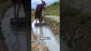 See how Amazing Nepal's tea farming techniques are ?!