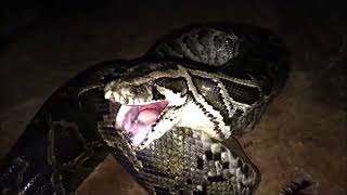 Snake Vore