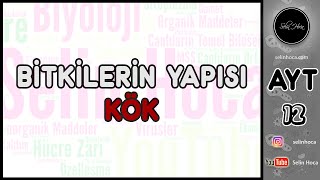 17) Bitkilerin Yapısı - Kök