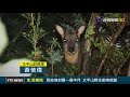 因疫情封園一個半月 太平山野生動物現蹤【生活資訊】