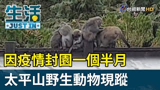 因疫情封園一個半月 太平山野生動物現蹤【生活資訊】