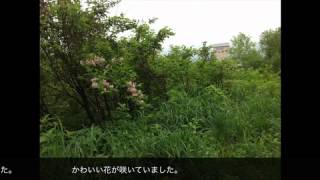 月山だより201237   Wi Fi