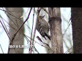 コゲラの鳴き声（幼鳥の声，ギィー　ギィー，キッキッキッキッ，ドラミング競演）　“野鳥八珍伝