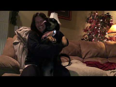 Excited Puppy Welcomes Home Family! Excited Puppy Welcomes Home Family!