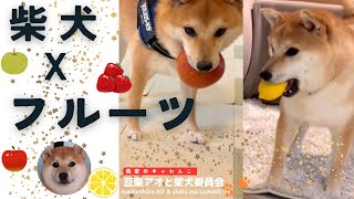 柴犬 × フルーツ　柴犬はどんな果物が好きなのか？柴犬を飼いたい人必見！豆柴アオと柴犬委員会  mameshiba AO \u0026 shiba inu committee