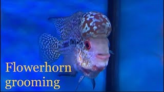 Flowerhorn care tips