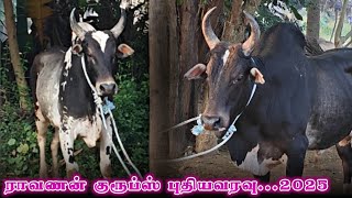 ராவணன் குரூப்ஸ் புதியவரவு 2025 SI Anuratha new Bull 2025 Jallikattu