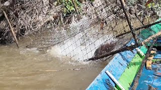 JEBAKAN IKAN BESAR KAMI KEMBALI DIMASUKI IKAN BELIDA