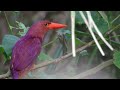 ruddy kingfisher 3 bird call