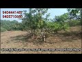 कोकण कणकवली यथे 65 हजारात हापूस आंबा बाग agriculture plot for sale