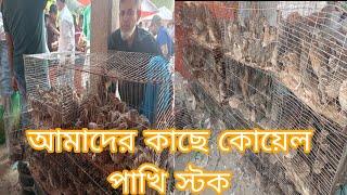 কম দামে ভালো জাতের কোয়েল পাখি কোথায় পাবো ? কোয়েল পাখির পাইকারী বাজার