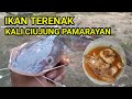 IKAN TERENAK DI CAUNG KALI CIUJUNG PAMARAYAN