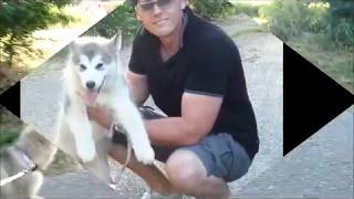 Alaskan Malamute Da 0 a 1 Anno