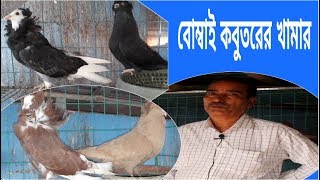 অবসরপ্রাপ্ত সরকারি কর্মকর্তার বাড়ির ছাদে বোম্বায় কবুতরের খামার।পর্ব ১৬৩