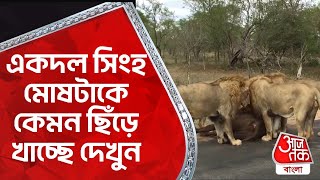 একদল সিংহ মোষটাকে কেমন ছিঁড়ে খাচ্ছে দেখুন | Wild Encounters | Lion Wildlife | Aaj Tak Bangla