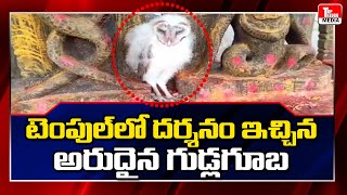 టెంపుల్ లో దర్శనం ఇచ్చిన అరుదైన గుడ్లగూబ | Indian Rare Barn owl | Strix Alba | Top Telugu Media