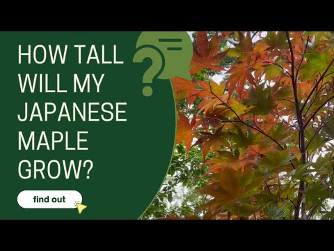 How many feet does a maple tree grow per year?