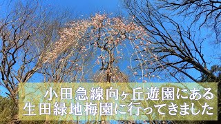 小田急線向ヶ丘遊園駅から歩いて生田緑地の「ホタルの里」経由で「梅園」まで行ってきました。