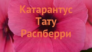 Катарантус обыкновенный Распберри (raspberry) 🌿 обзор: как сажать, семена катарантуса Распберри