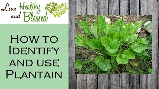 How to Use and Identify Plantain