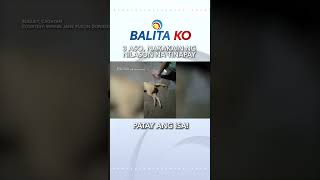 Kawawang pet dogs! #shorts | Balita Ko