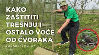 Kako Zaštititi Trešnju I Ostalo Voće Od Čvoraka - How to Protect Cherry and Other Fruits from Birds