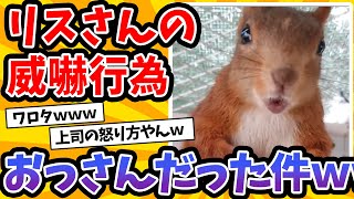 【2ch動物スレ】リスさんの威嚇行為、オッサンすぎた件ｗｗｗｗｗ