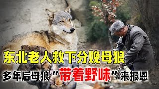 独居老人救下分娩母狼，多年后带野味照顾老人，狼真的有灵性吗？