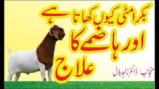 Bakry ka hazma kharab Elaj || Bakra Matti keun khata hi \u0026 Dewarming medicine in Urdu hindi