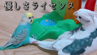 お利口さんすぎるオカメインコ✨とセキセイインコ？