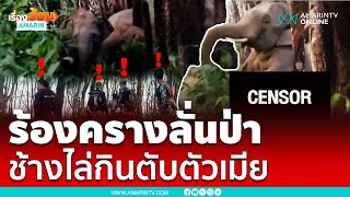 ช้างป่าร้องดังลั่น ผสมพันธุ์ตัวเมีย | เรื่องร้อนอมรินทร์