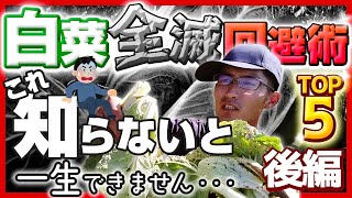 【白菜栽培】今現れる病気対策＆冬場の水やり　結球しない時の対処法＆畑での長期保存について