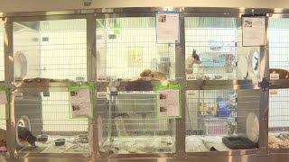 Maricopa County Animal Shelter seeing adoption returns