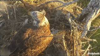 Keeping Tabs on M15 \u0026 His Many Visitors - SWFL Eagles Nest M15 \u0026 F23 (1/31)