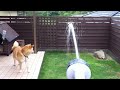 柴犬の柴くん_水遊び