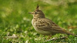 ქოჩორა ტოროლა - Crested Lark - Galerida cristata