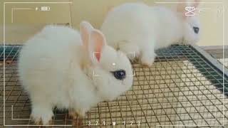 Fancy Rabbit Farming Business Ideas, Business Ideas With Low Investment, Most Profitable businesses