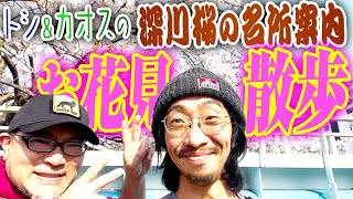 【お花見】深川桜の名所をぶらり散歩【田中俊行＆住倉カオス】