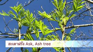 สะเดาฝรั่ง Ask, Ash tree (Fraxinus excelsior) 17 พฤษภาคม ค.ศ. 2018