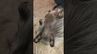 Please, please, please… rub my belly! #funny #porcupine #animals #belly #dill #cute #fyp #pets #boo