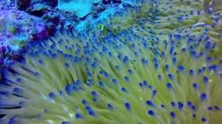 Kerama Island Clown Fish Okinawa