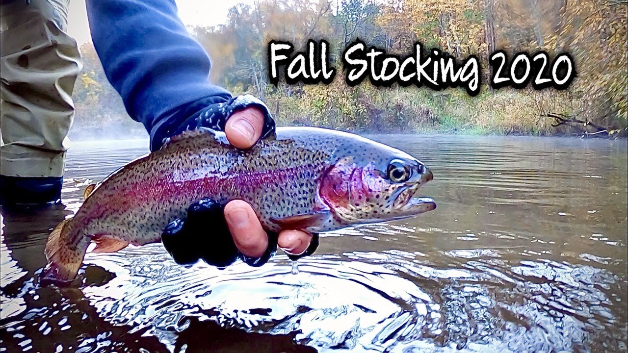 Nj Trout Stocking Fall 2024 - Clea Susanetta