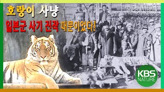 [시청자 요청] 일제 강점기 호랑이 사냥은 일본군 사기를 높이기 위한 용도였다! [한국방송 77주년 특집 다큐멘터리] 멸종1부-야생의 묵시록/ KBS 20040303