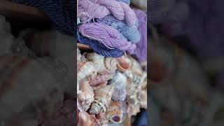 Here’s how natural Tyrian purple pigment is made. #dye #naturaldye #artisan