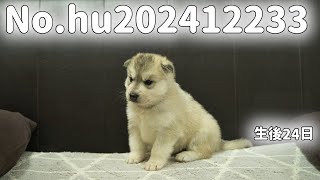 シベリアンハスキーの子犬販売 No.hu202412233 静岡県浜松市のブリーダー 2024年12月23日生 1月16日現在